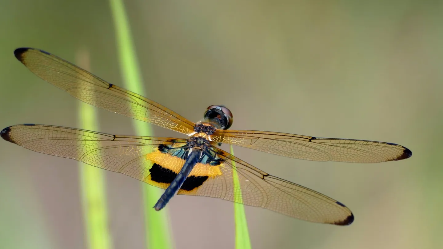 4_雙溪布洛濕地保護區