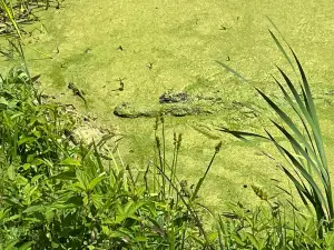 Harris Neck National Wildlife Refuge
