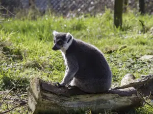 Porfell Wildlife Park & Sanctuary