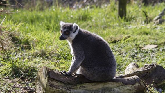 Porfell Wildlife Park & Sanctuary