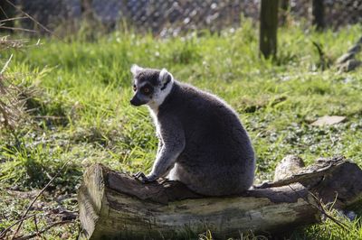 Porfell Wildlife Park & Sanctuary