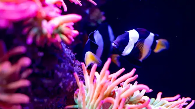 5_AQWA The Aquarium Of Western Australia