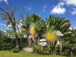 Dominica Botanical Gardens