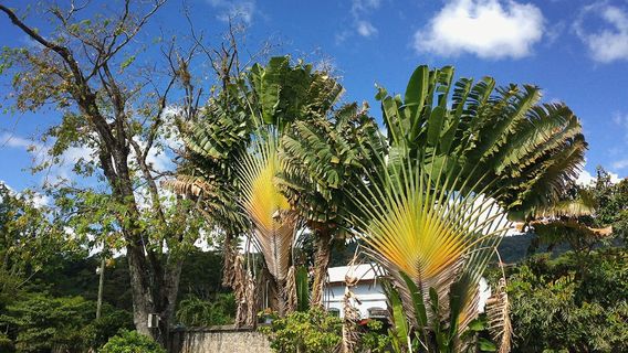 Dominica Botanical Gardens