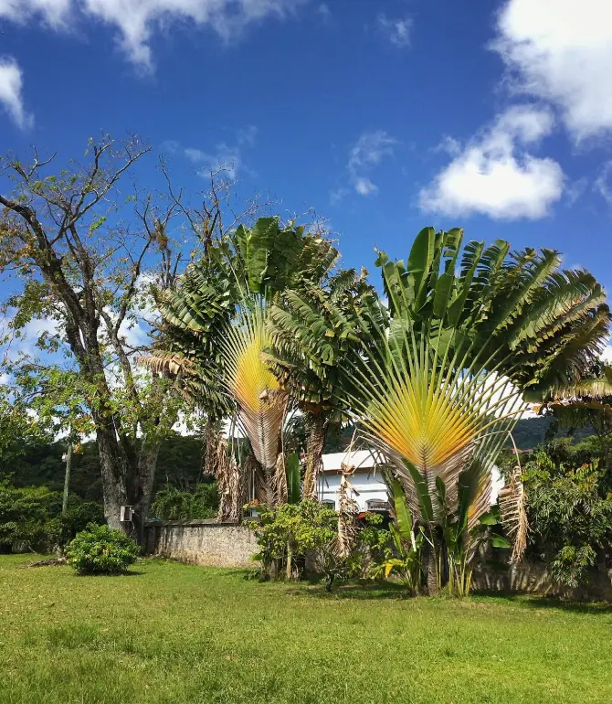 Roseau