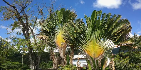 Dominica Botanic Gardens