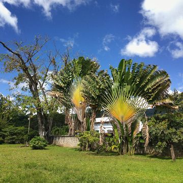 Dominica Botanic Gardens