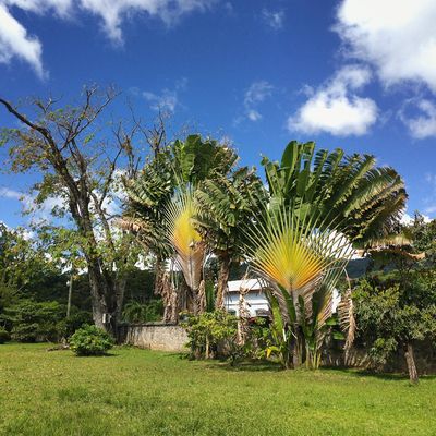 Dominica Botanic Gardens