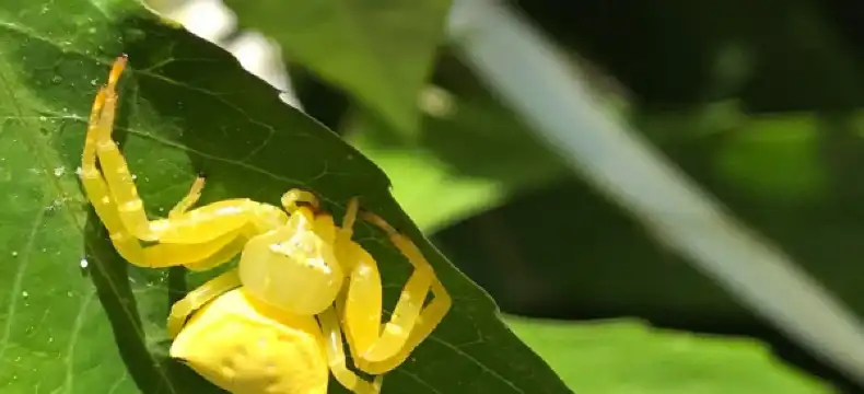 Comfort Inn properties in Calliope