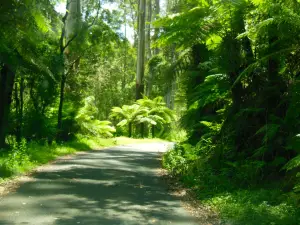 Tarra-Bulga National Park