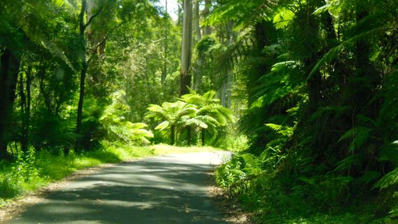 Tarra-Bulga National Park (Parks Victoria)