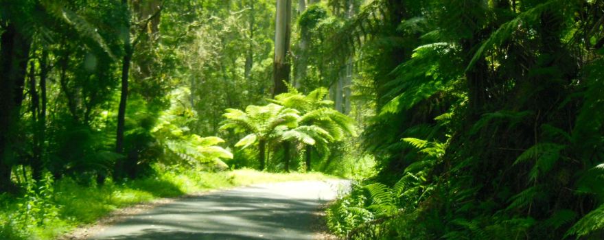 Tarra-Bulga National Park