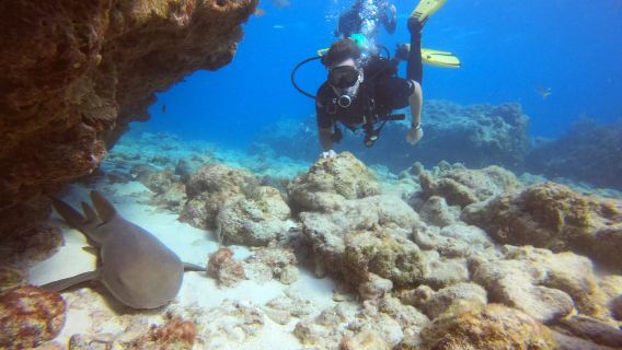 Sail Fish Scuba