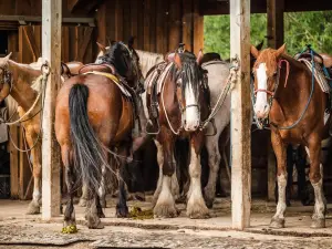 THE STABLES at Palmer Gulch