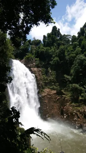 Pak Phli