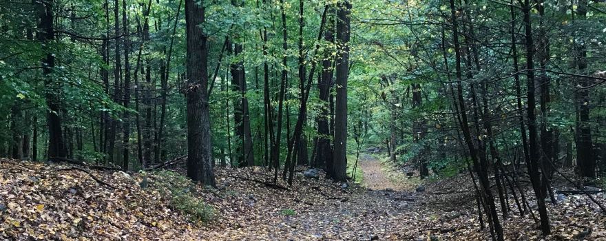 Schunnemunk State Park