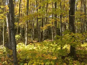 Aspen Park