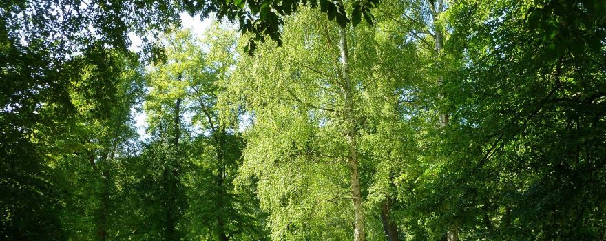 Fürstlich Greizer Park Furstlich Greizer Park