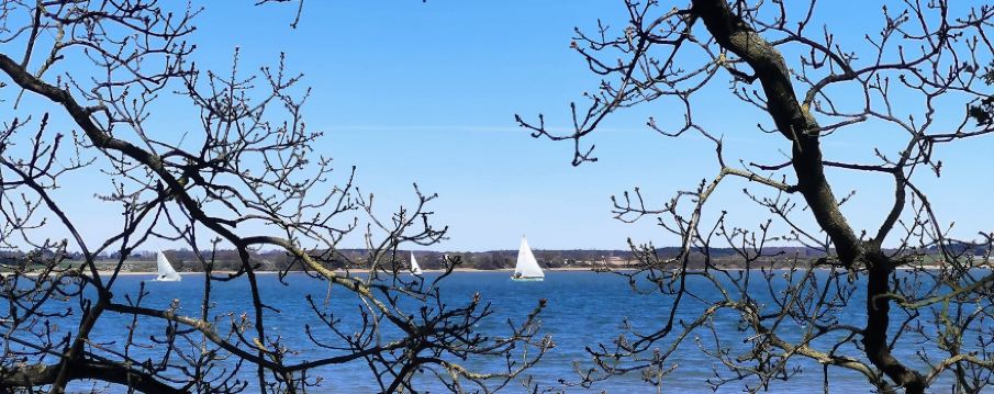 マニングトゥリー