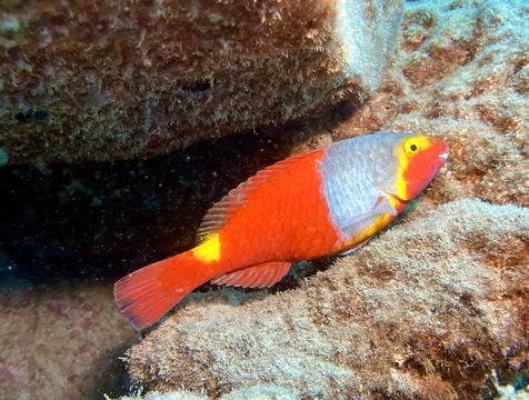 Fuerteventura Diving