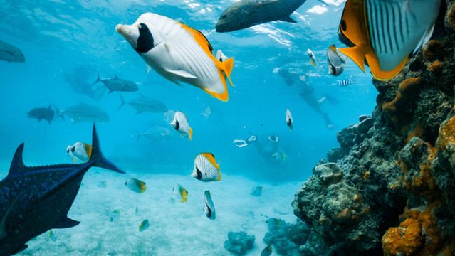 Snorkel Cook Islands