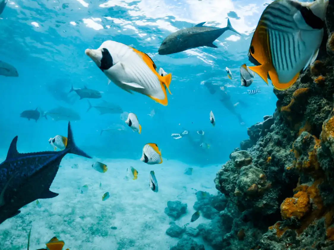 Hotels near Snorkel Cook Islands