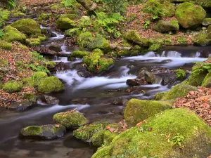 Kitanizawa Stream