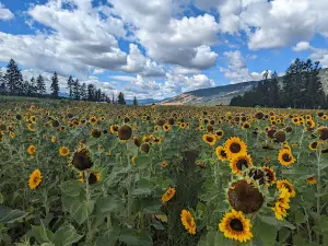 Bloom Flower Festivals
