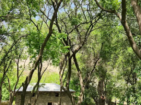 Drevneye Derevo V Madzhrum, Jizzakh Region, Forish District