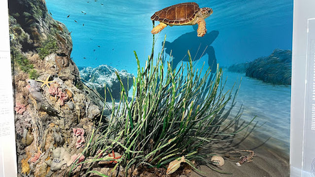 MUSEO DEGLI INFRESCHI