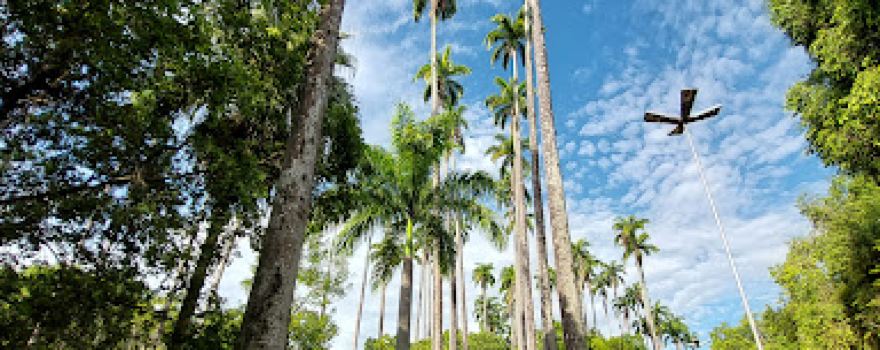 Jardim velho