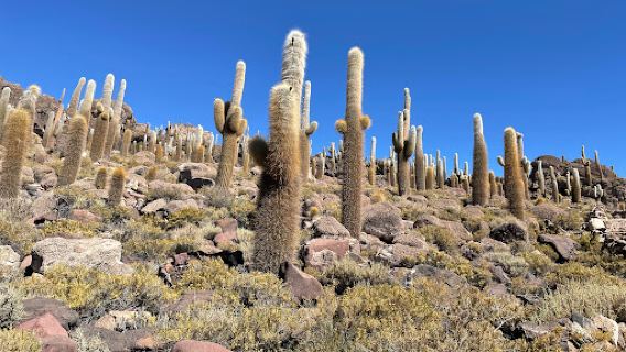 Ojos del Salar