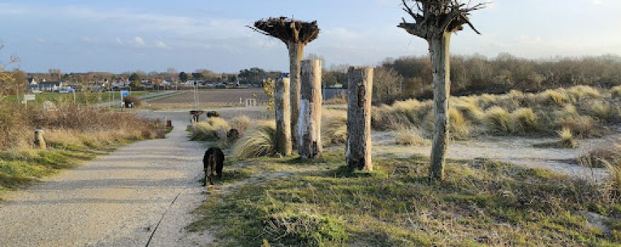 Duinen van Goeree