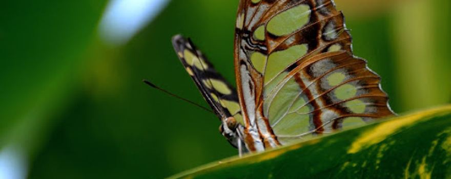 Tropical Wings Zoo