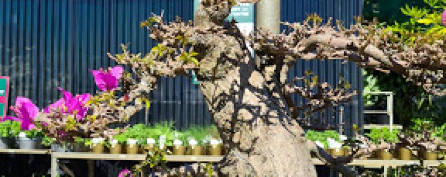 Rosemount Nursery