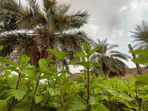 تينيال (العرگوب)Tinyal