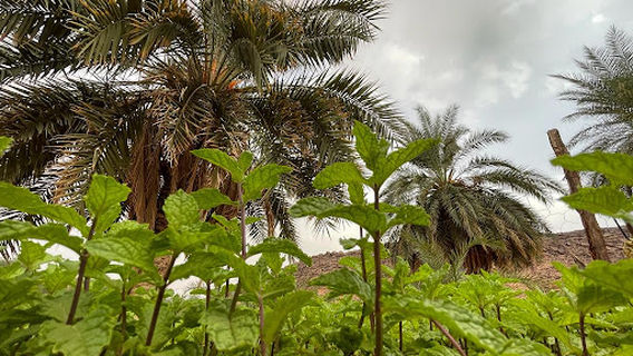 تينيال (العرگوب)Tinyal