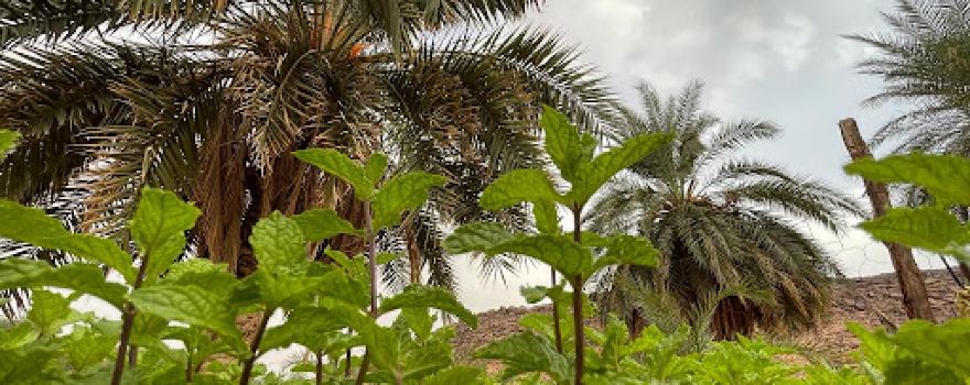 تينيال (العرگوب)Tinyal