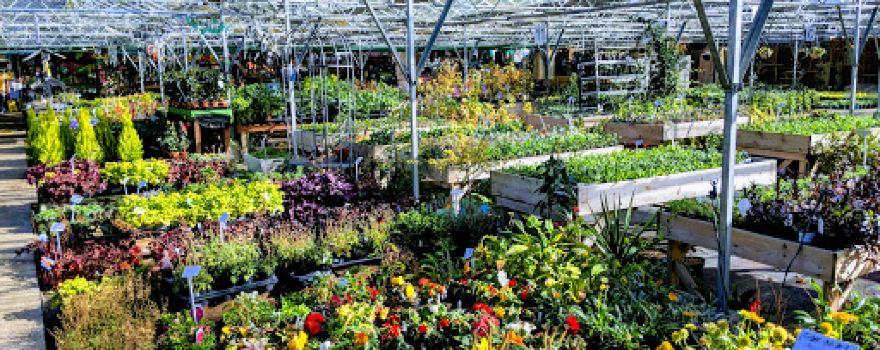 Doves Barn Nursery
