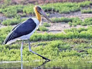 Kumana national park Safari