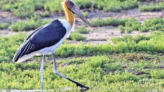 Kumana national park Safari