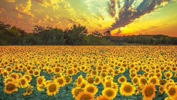 Որոտան