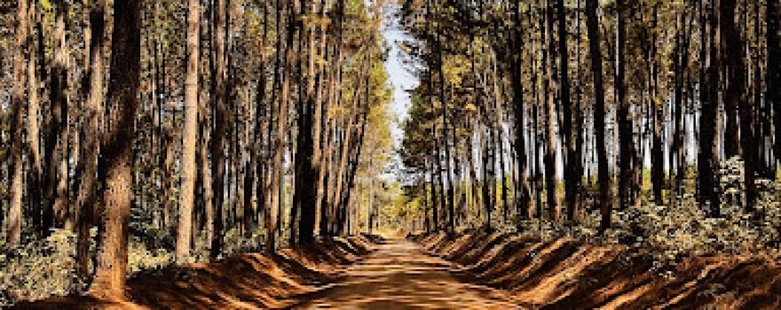 Ukerewe National Forest