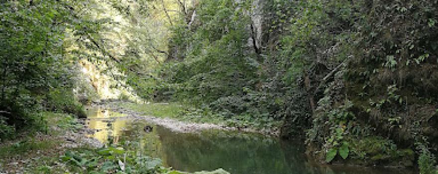 Valea Vida