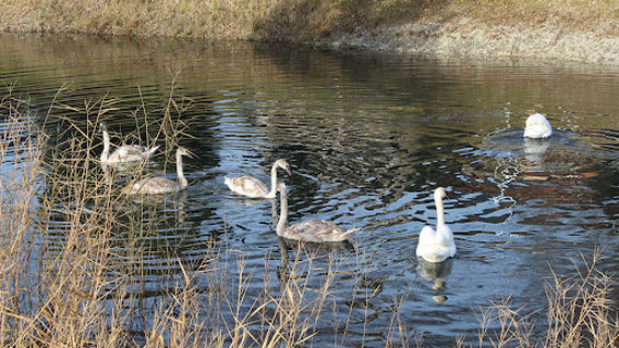 Akumulacijsko jezero Donja Dubrava
