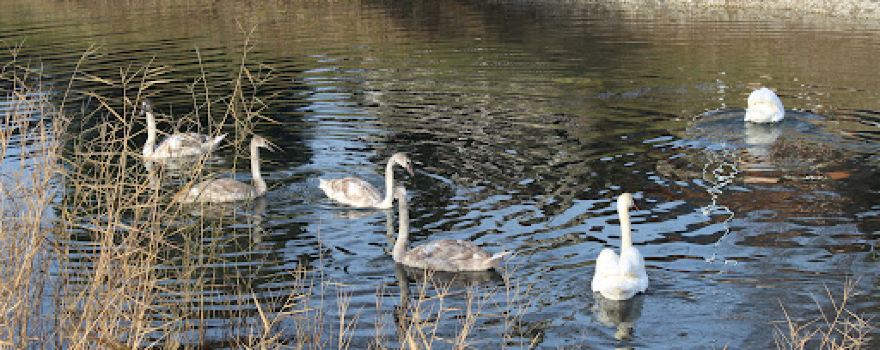 Akumulacijsko jezero Donja Dubrava