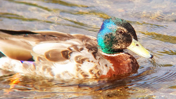 Maes Chwarae Llyn Padarn