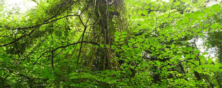 Penhow Woodlands National Nature Reserve