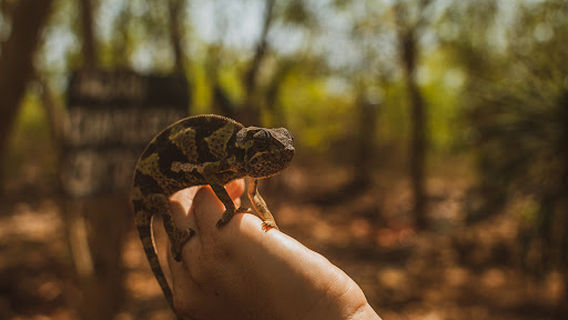 Tazari chameleon Reserve