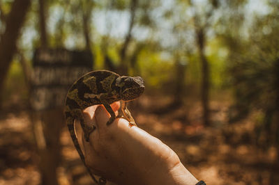 Tazari chameleon reserve